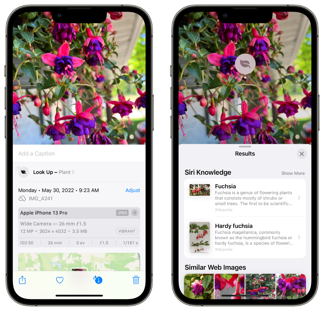 乌坡镇苹果手机维修分享小技巧：使用 iPhone 相机识别花卉植物 